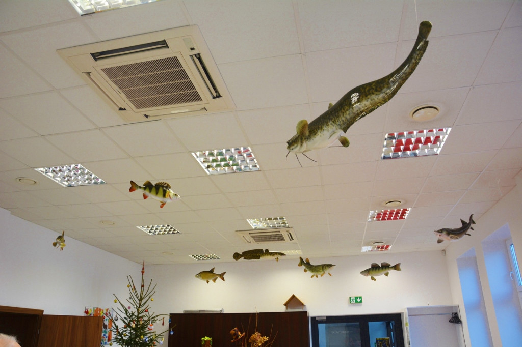 Szczecinecki eksperyment