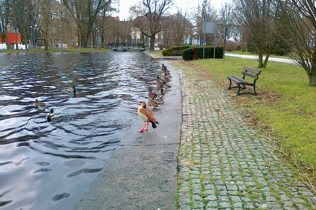Ładne kaczątko nad Trzesieckiem