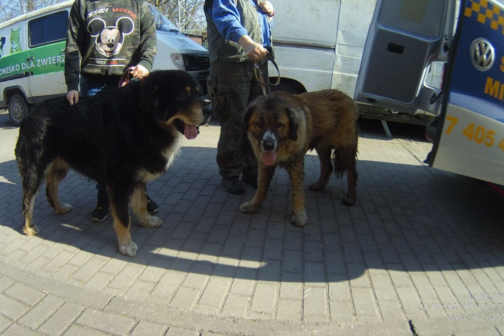 Tygodniowy raport szczecineckiej Straży Miejskiej