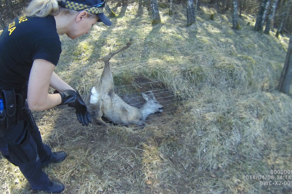 Tygodniowy raport szczecineckiej Straży Miejskiej