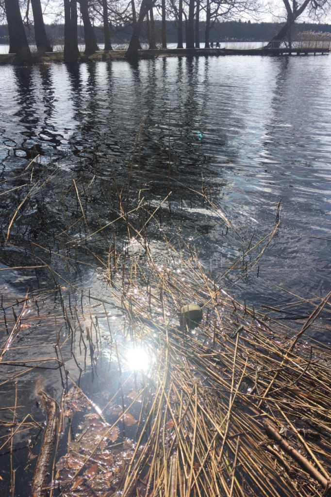 Żółw w Trzesiecku