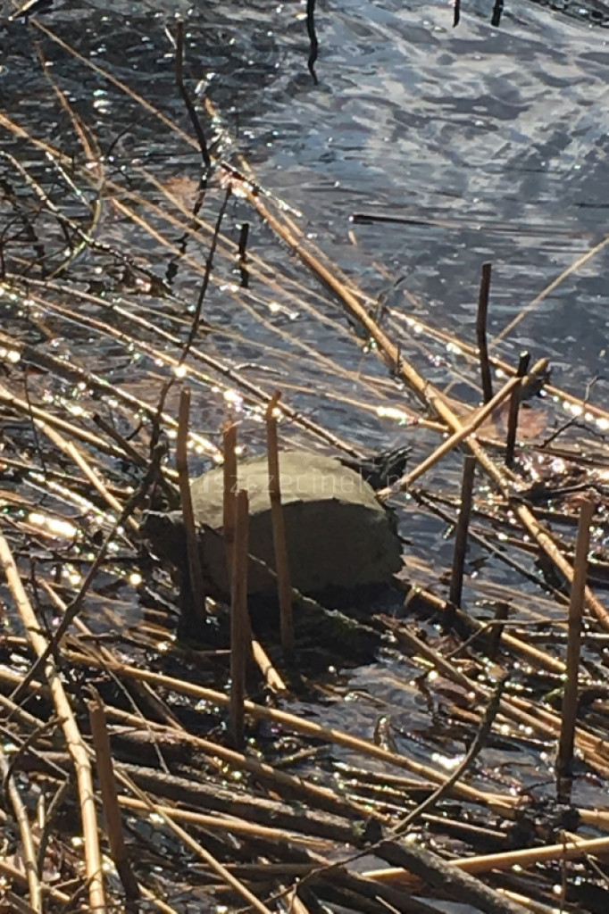 Żółw w Trzesiecku