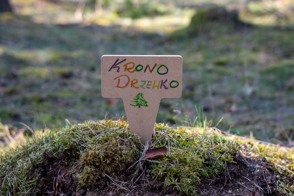 Kronodrzewko, czyli ekologia przez zabawę