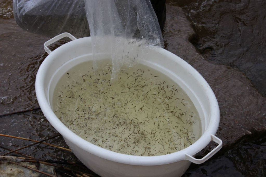 Zarybienia jezior Trzesiecko i Wilczkowo