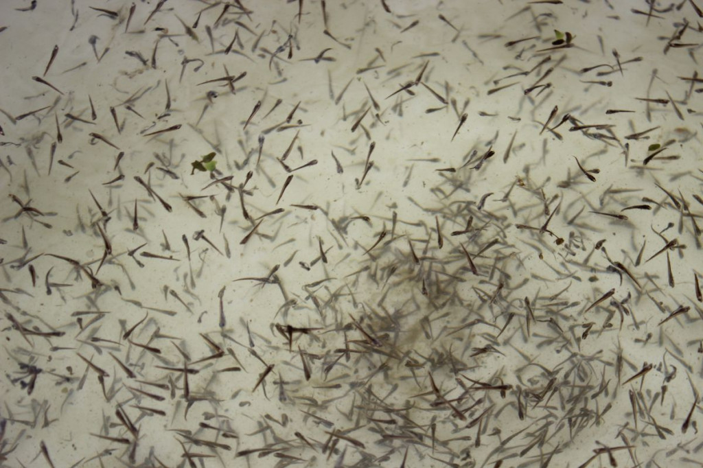 Zarybienia jezior Trzesiecko i Wilczkowo