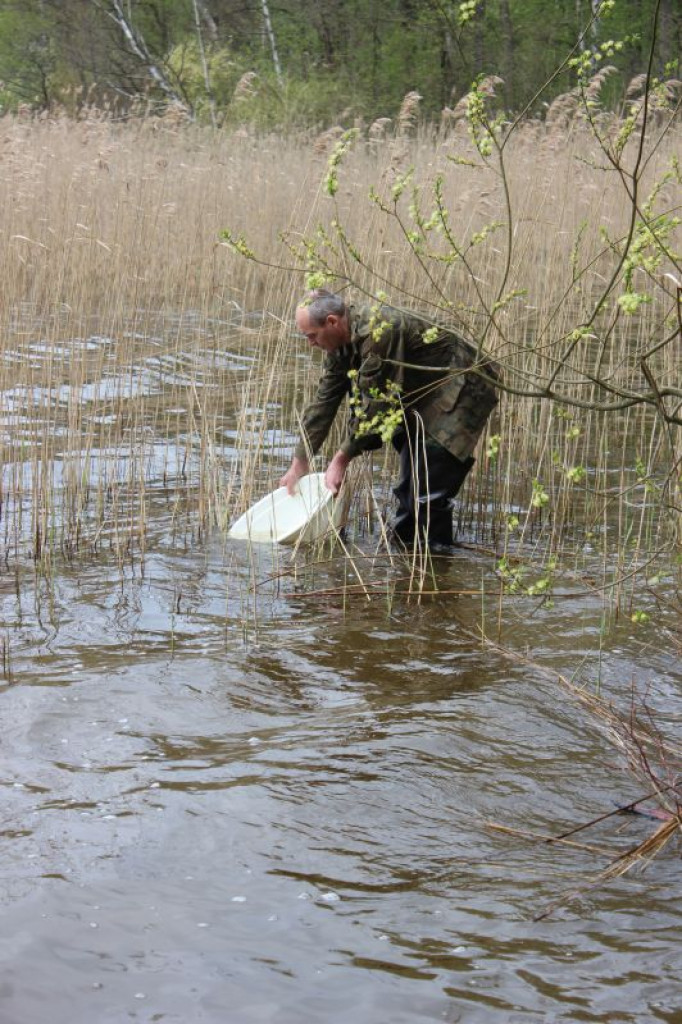 Zarybienia jezior Trzesiecko i Wilczkowo
