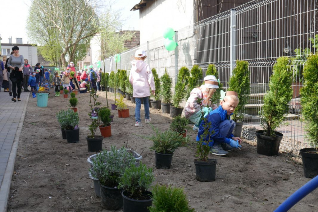 Dzieci z przedszkola Miś posadziły drzewka