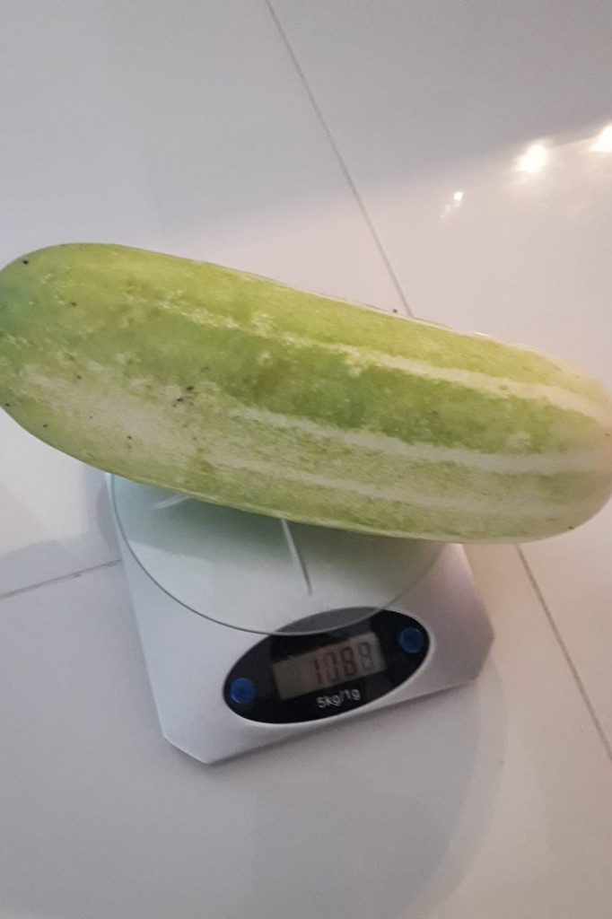 Ogórek gigant wyrósł na terenie ROD Flora