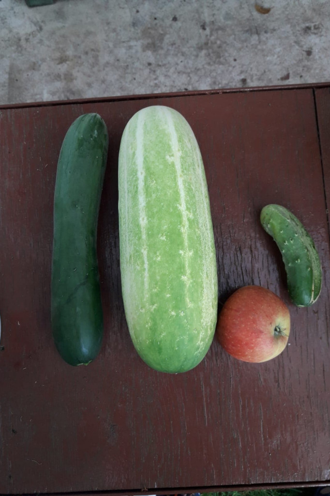 Ogórek gigant wyrósł na terenie ROD Flora