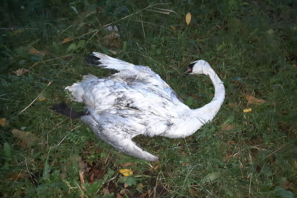 martwy łabędź