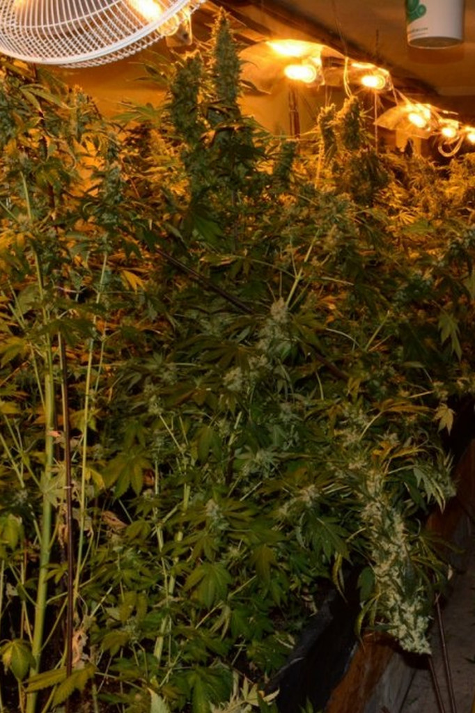 Jedna z największych plantacji marihuany w Polsce zlikwidowana