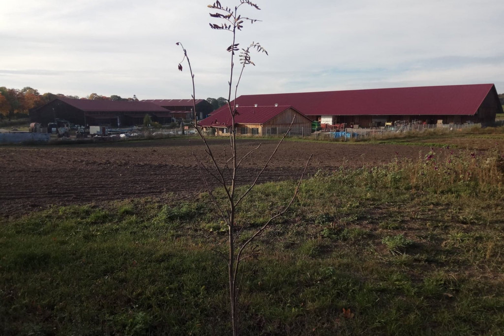 Klub Na Obcasach - Wypiek chałek - Juchowo EkoFarm