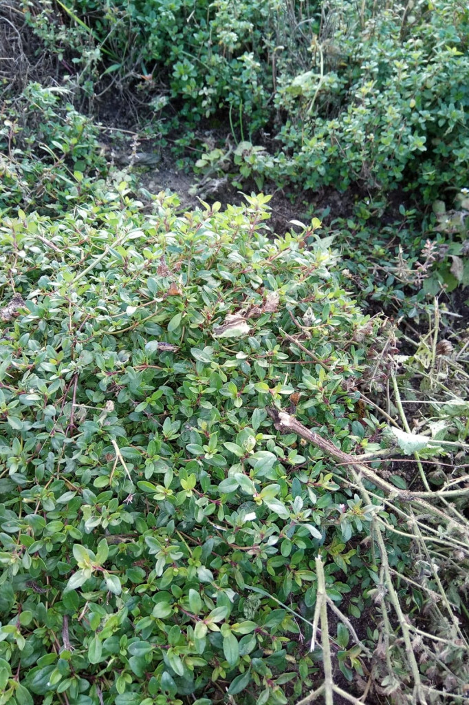 Klub Na Obcasach - Wypiek chałek - Juchowo EkoFarm