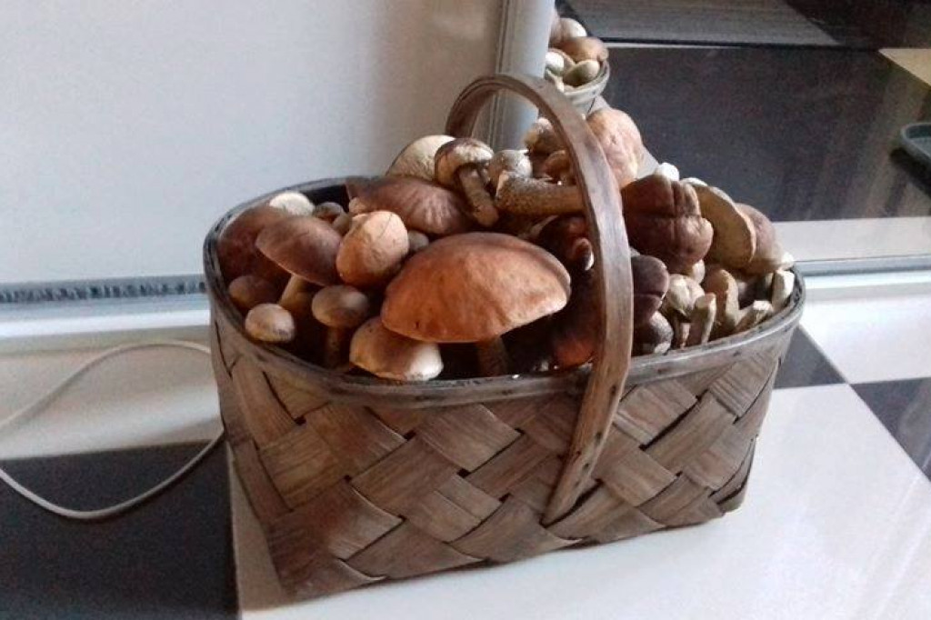 Grzybiarze w natarciu