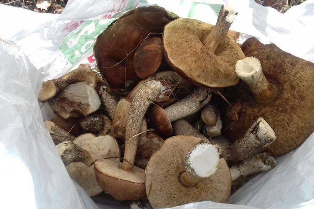 Grzybiarze w natarciu