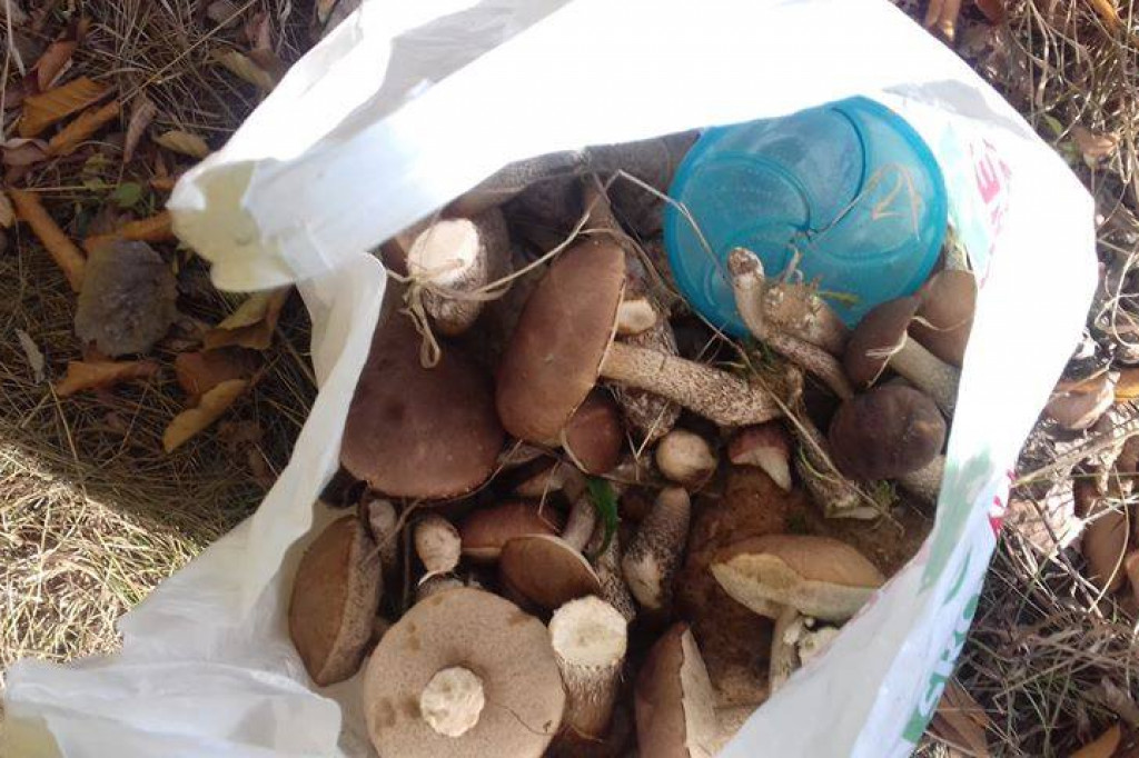 Grzybiarze w natarciu