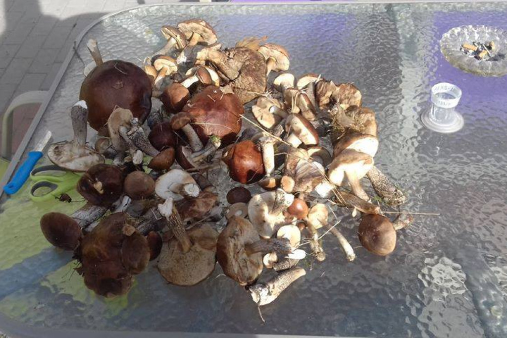 Grzybiarze w natarciu