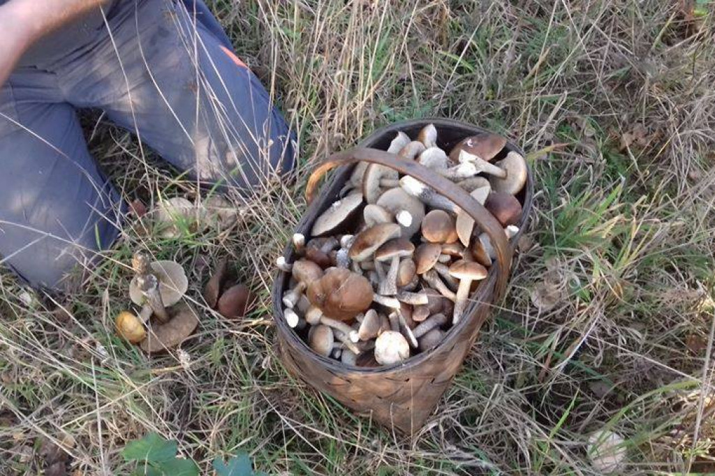 Grzybiarze w natarciu