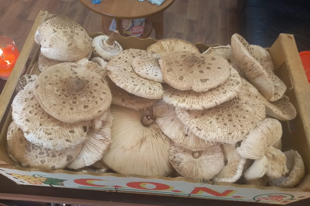 Grzybiarze w natarciu