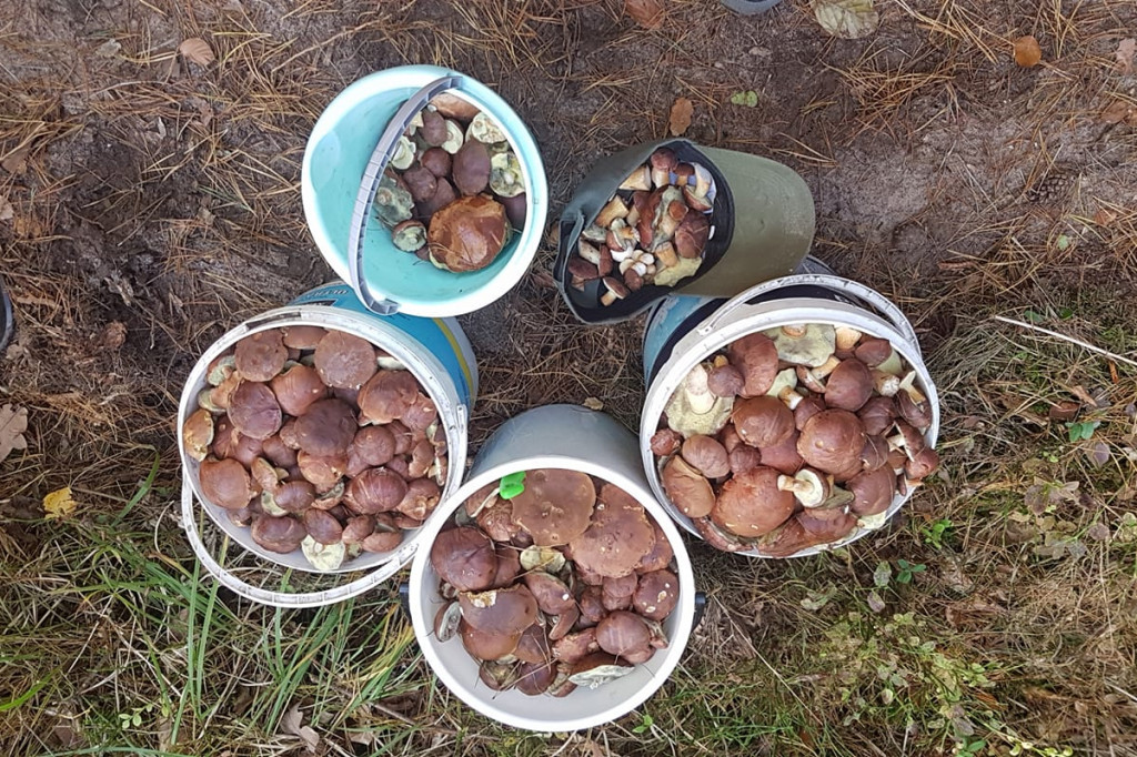 Grzybiarze w natarciu