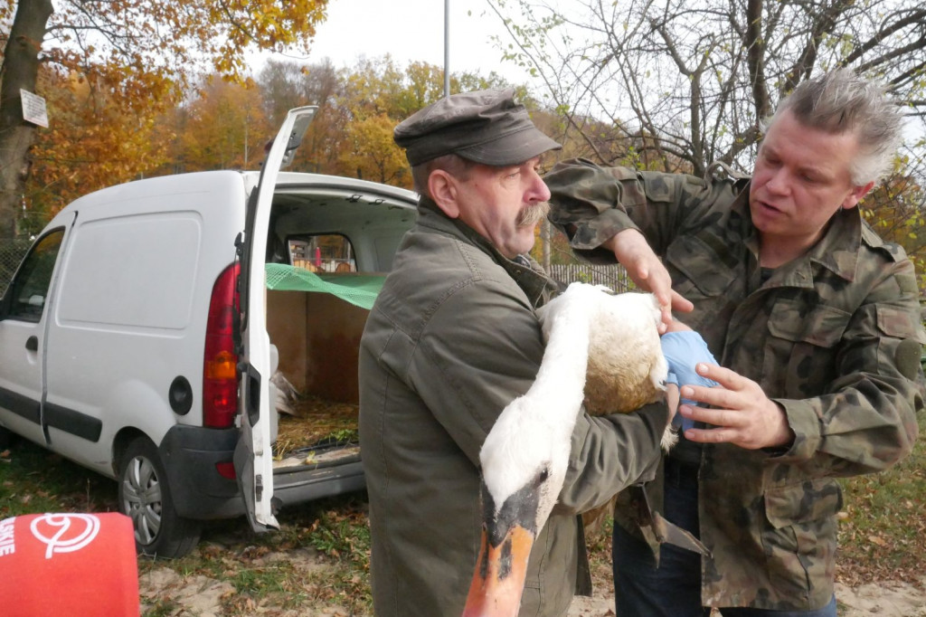 Uratowana rodzina łabędzi wróciła na łono natury