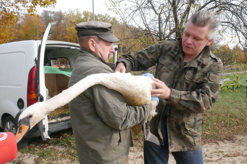 Uratowana rodzina łabędzi wróciła na łono natury