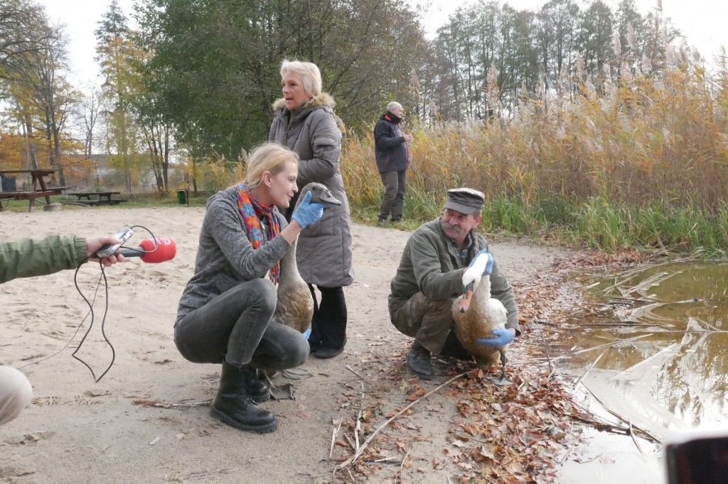 Uratowana rodzina łabędzi wróciła na łono natury