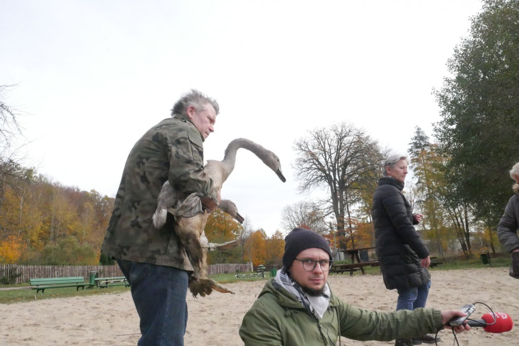 Uratowana rodzina łabędzi wróciła na łono natury