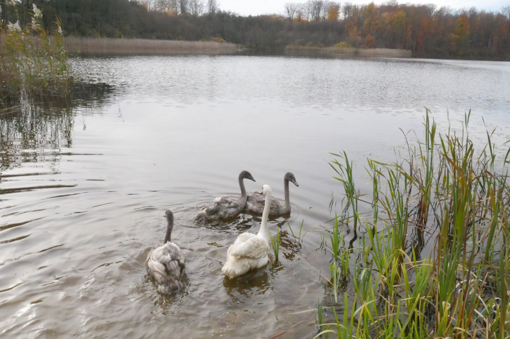 Uratowana rodzina łabędzi wróciła na łono natury