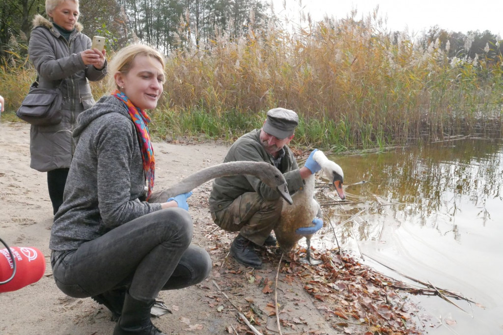 Uratowana rodzina łabędzi wróciła na łono natury