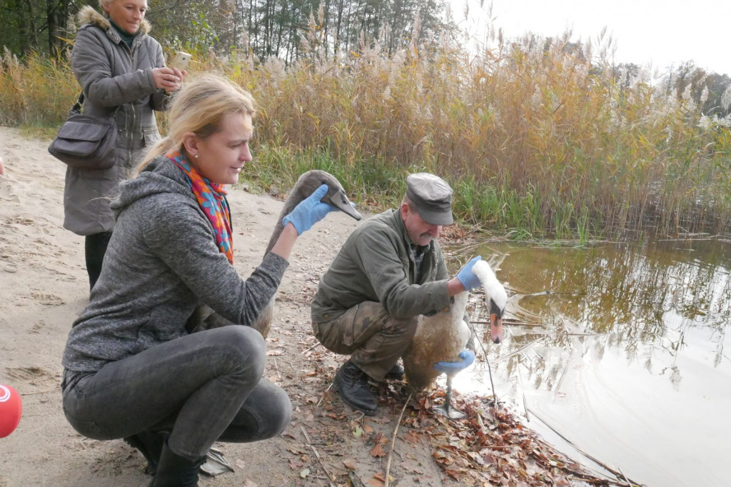 Uratowana rodzina łabędzi wróciła na łono natury