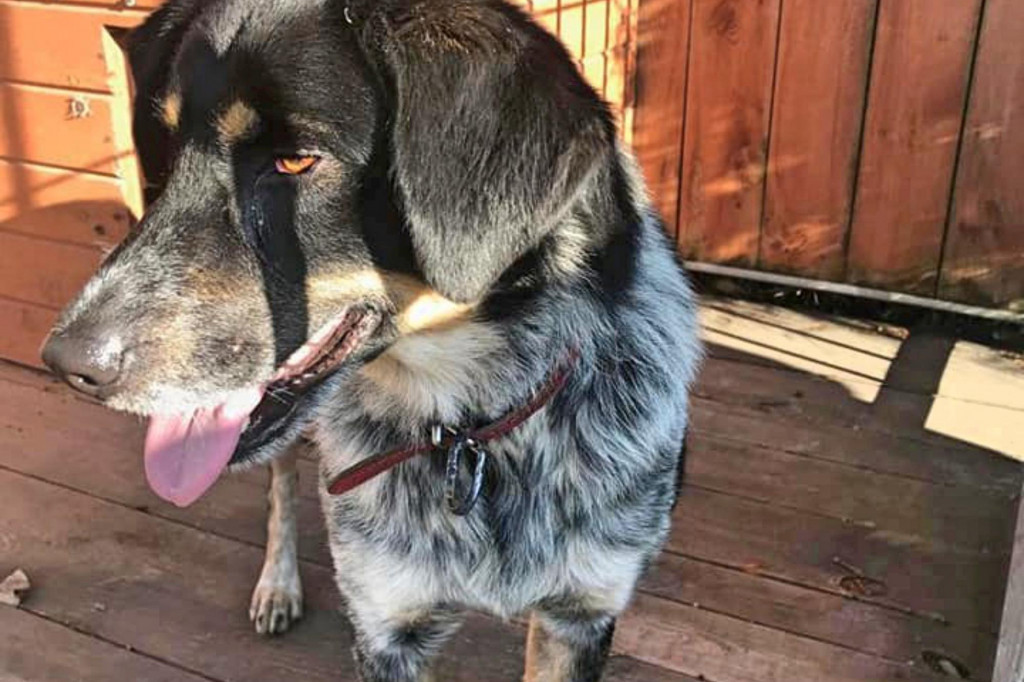 Pies w Białym Borze