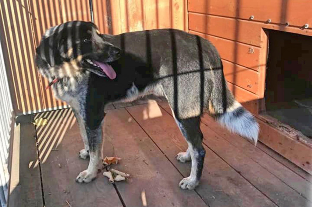 Pies w Białym Borze