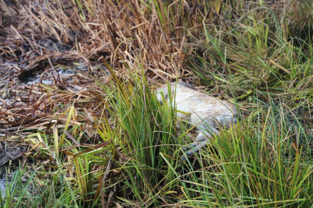 Kolejny atak wilków. Tym razem w Łubowie