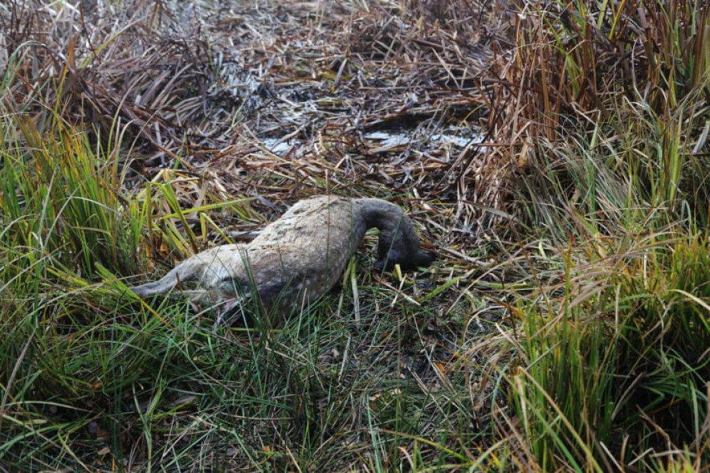 Kolejny atak wilków. Tym razem w Łubowie