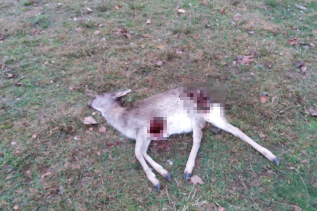 Kolejny atak wilków. Tym razem w Łubowie