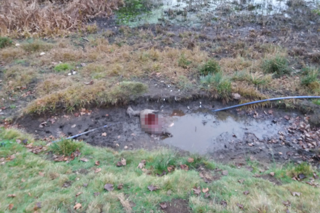 Kolejny atak wilków. Tym razem w Łubowie