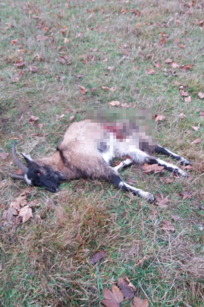 Kolejny atak wilków. Tym razem w Łubowie