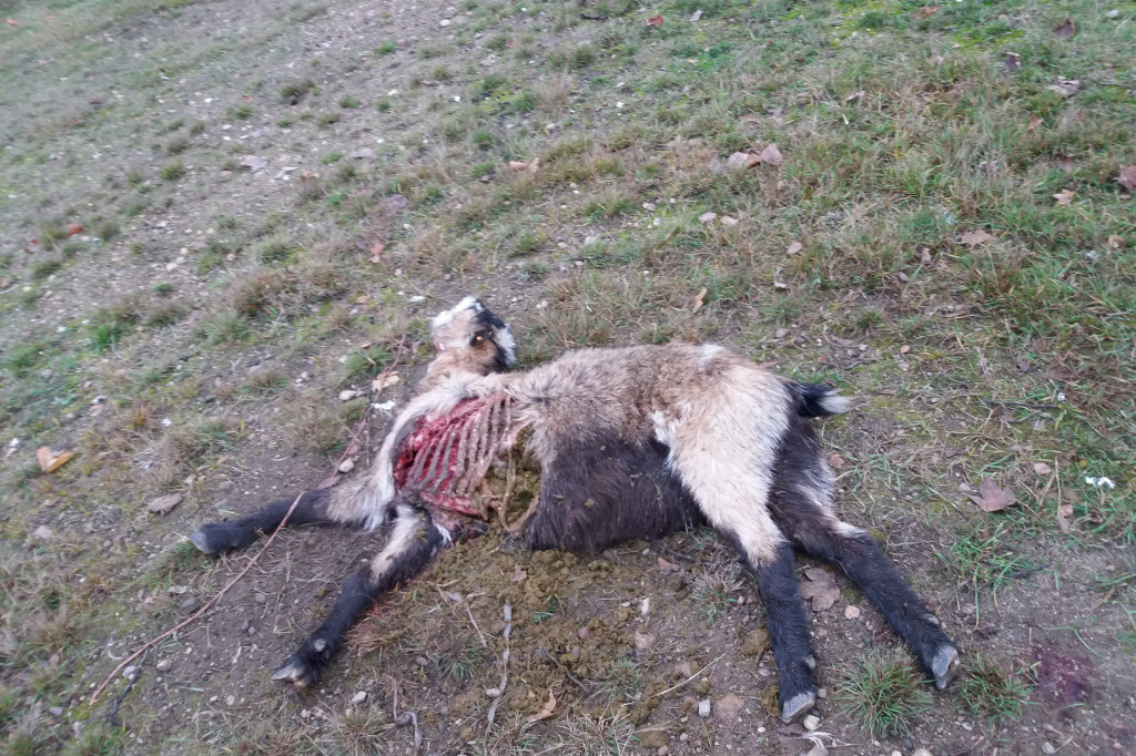 Kolejny atak wilków. Tym razem w Łubowie