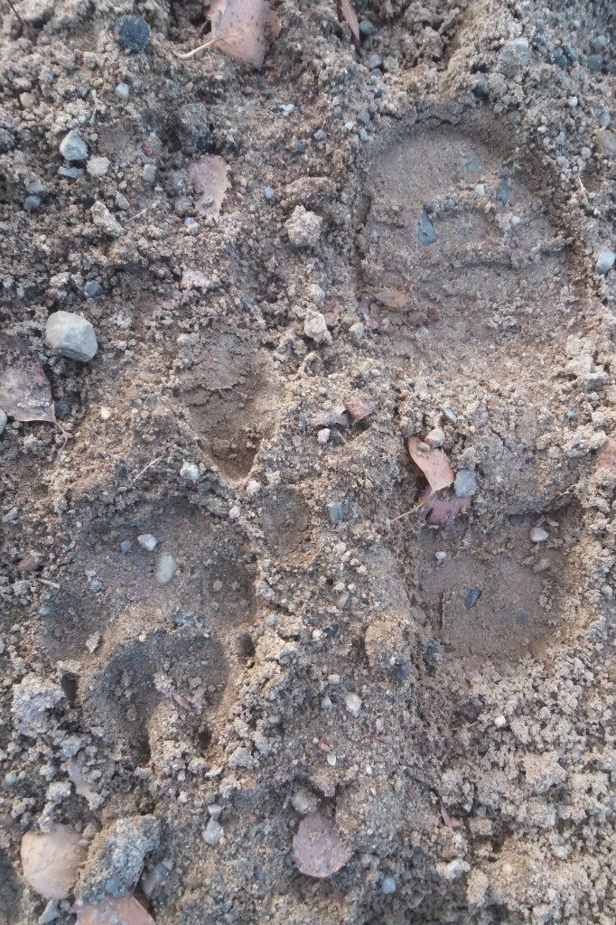 Kolejny atak wilków. Tym razem w Łubowie