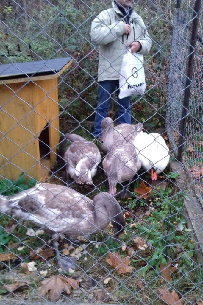 Łabędzie jadą już do Słowińskiego Parku Narodowego