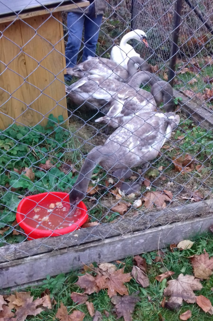 Łabędzie jadą już do Słowińskiego Parku Narodowego