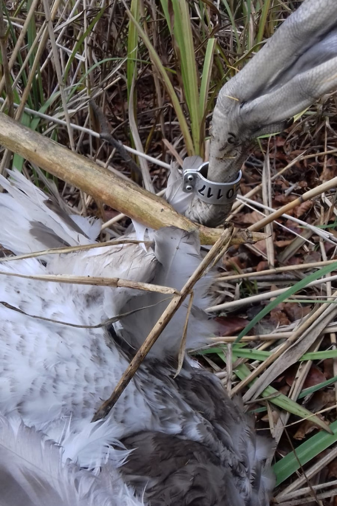 Łabędzie jadą już do Słowińskiego Parku Narodowego