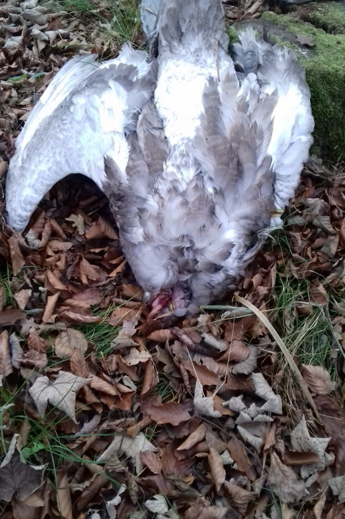 Łabędzie jadą już do Słowińskiego Parku Narodowego