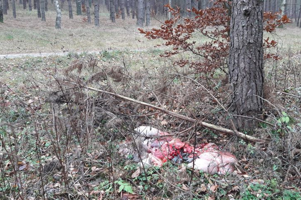 Krwawe pozostałości po polowaniu - Gwda Wielka