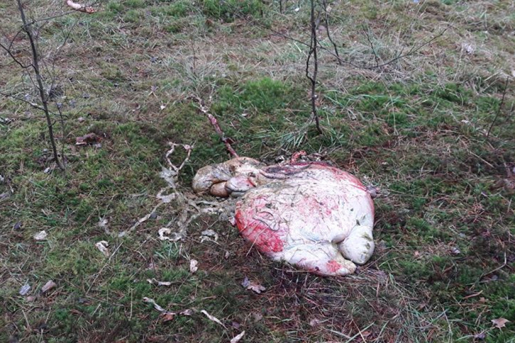 Krwawe pozostałości po polowaniu - Gwda Wielka