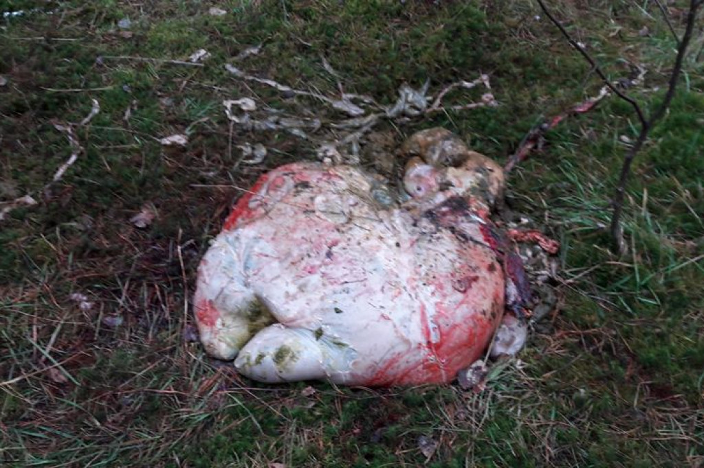 Krwawe pozostałości po polowaniu - Gwda Wielka