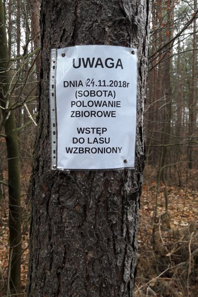 Krwawe pozostałości po polowaniu - Gwda Wielka