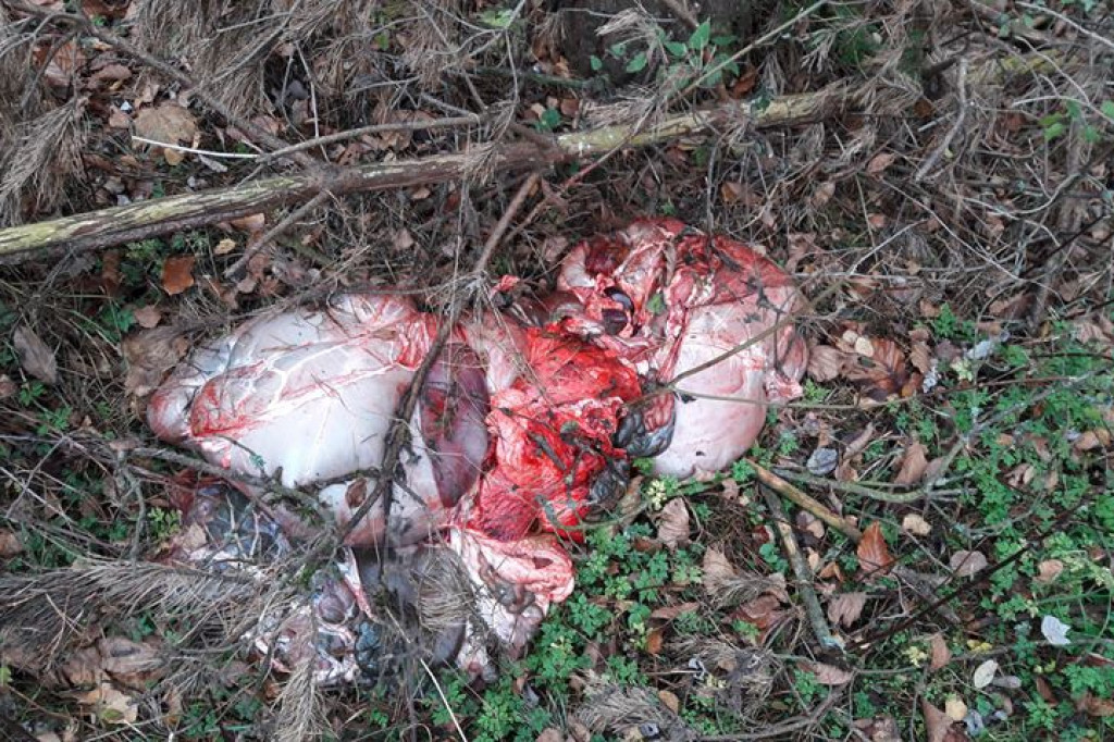 Krwawe pozostałości po polowaniu - Gwda Wielka