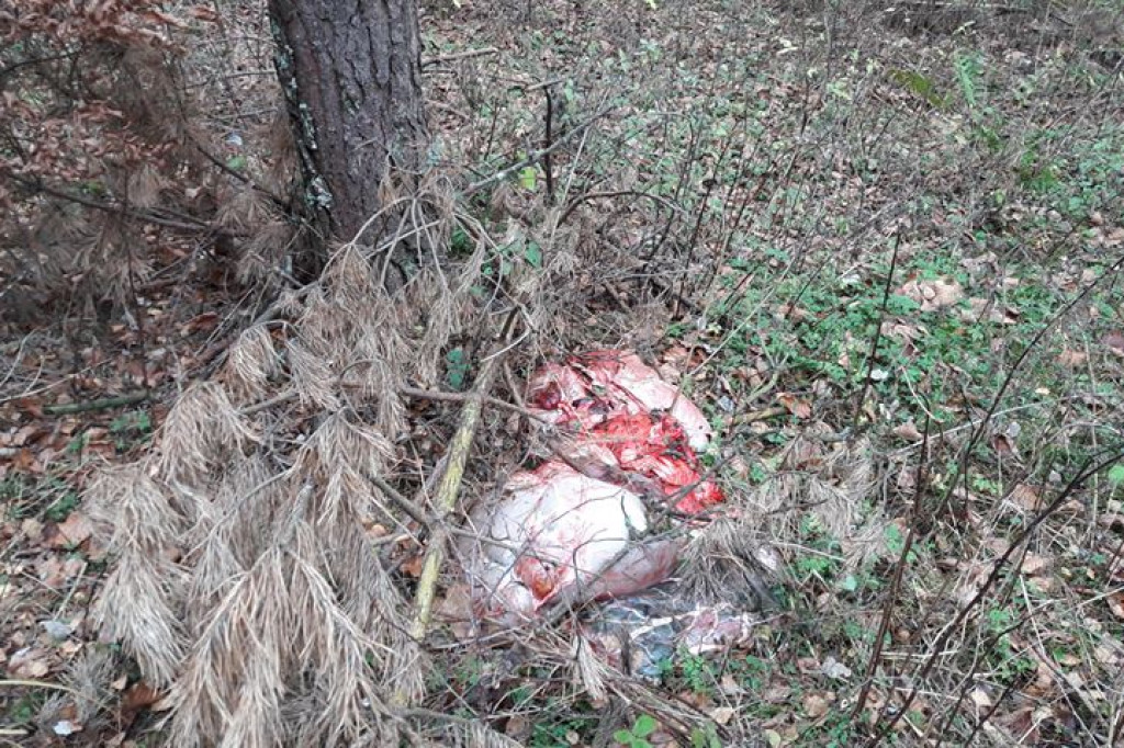 Krwawe pozostałości po polowaniu - Gwda Wielka